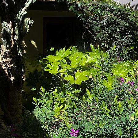 Loquat House Nel Giardino Segreto In Zona Vaticano Roma Exterior foto